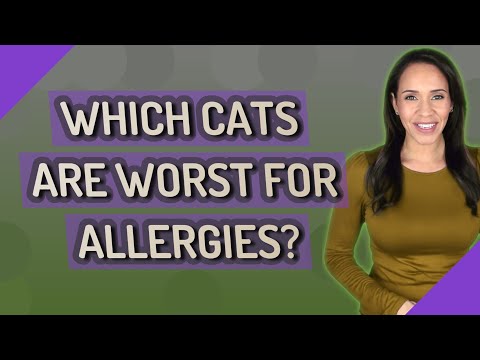 Which cats are worst for allergies?