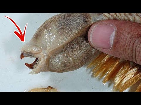 SAアンドレの極地探検 - 定義