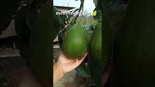 Download lagu Pohon Alpukat Mini, Buahnya Jumbo #alpukatjumbo #shorts mp3