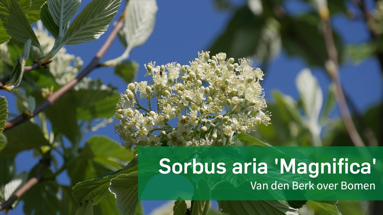 Xotinim bilan eshakda porno tomosha qiling Rus xususiy jinsiy aloqa video