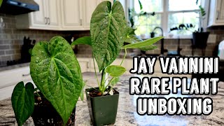 Jay Vannini Anthurium Rugulosum Hybrids Rare Plant Unboxing