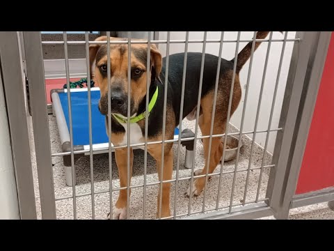 Romeo 1y A859363 kennel 186 PACC shelter pretty cool guy, he hung out near me quite a bit20250723650
