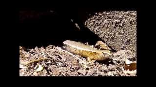 preview picture of video 'Ornate Skink'