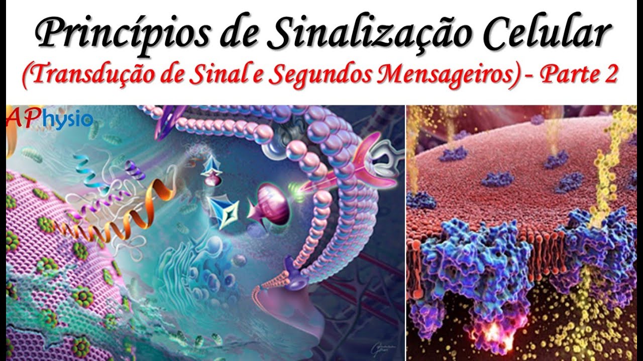 Princípios de Sinalização Celular - Transdução de Sinal e Segundos Mensageiros - Parte 2