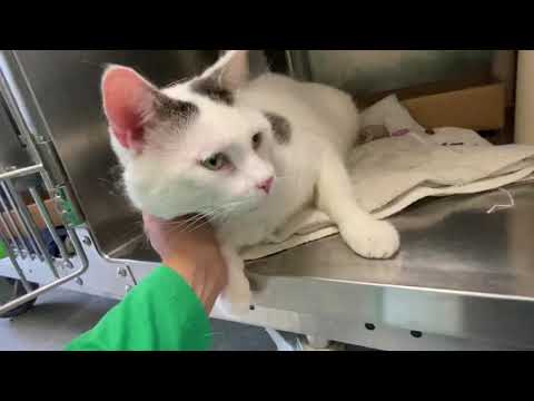 Snow 122973 is the sweetest Marshmello!