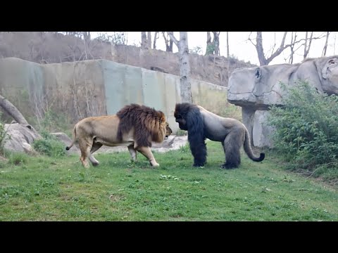 Lion VS Gorilla Meet Secretly at The Zoo!