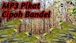 Download lagu Cipoh Nyerecet Dahsyat❗,Suara Pikat Khusus Cipoh/Sirpu Bandel mp3