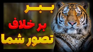 چرا ببر پادشاه جنگل نیست؟🐅