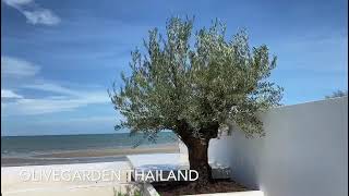 ต้นมะกอก Olive ปลูกที่บ้านพักตากอากาศ ริมทะเล ชะอำ