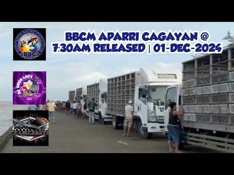 BBCM APARRI CAGAYAN @ 7:30AM | 01-DEC-2024 | BIRDY BIRDS RACING PIGEON CLUB  | NORTH DERBY RACE 2024