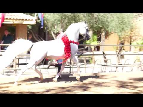 2016_Sandspur Arabians