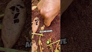 Download lagu People Use This Genius Trick To Hunt Bugs With Ants mp3