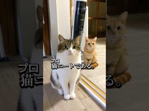 愛される理由が知りたいっ😹💦  #ねこ動画 #猫のいる暮らし #猫好きさんと繋がりたい #情熱大陸 # #shorts #音源お借りしました
