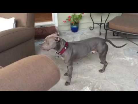 Nigel - Sweetest Boy in Town! Video!, an adopted Pit Bull Terrier in Toluca Lake, CA_image-1