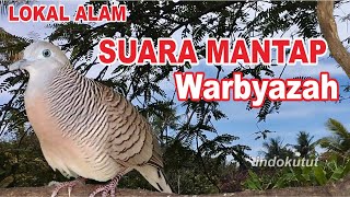 Download lagu suara burung Perkutut Lokal Gacor dari alam liar paling manjur buat masteran mp3 Download lagu suara burung Perkutut Lokal Gacor dari alam liar paling manjur buat masteran mp3