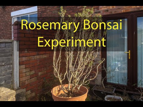 Rosemary Bonsai Experiment