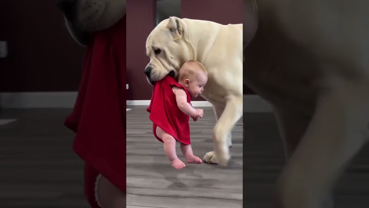 Baby: it's blatantly trying to seduce me. #cutebaby #funnyvideo #babylove #fyp #kids