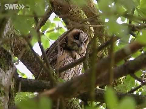 Der Schwarzwald - Überleben nach dem Sturm