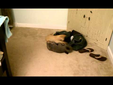 Garfield and Katchita playing.