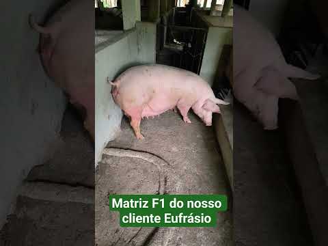 matriz F1 do nosso cliente Eufrásio no sítio Santa Maria Itapajé Ceará.#suinocultura