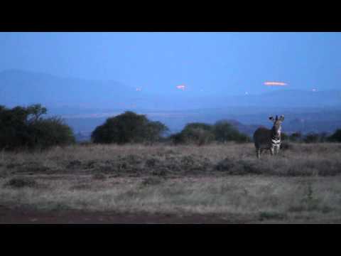 Grevy’s Zebras at Night