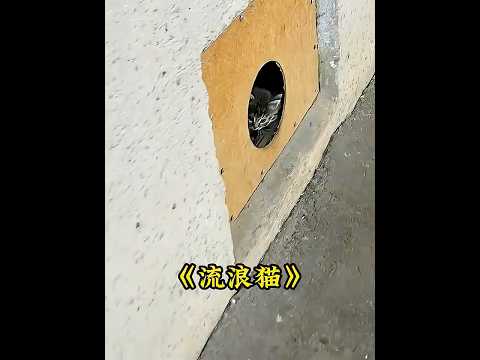 狭小的墙洞里住着一窝流浪猫，明明那么可爱为什么还要抛弃 #animals #pets #cats