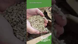 Sunflower Hearts #Shorts