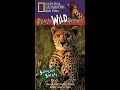 Opening To National Geographic S Really Wild Animals Swinging Safari 2002 VHS Better Quality