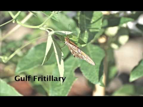Passion Flower and Butterflies
