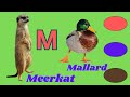 M For Meerkat M For Mallard Alphabet M English Alphabets Alphabet Learning Kidpaint41