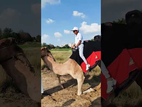 Excited for my first camle ride #camel #ride #kids #fun