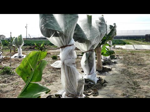 バナナの木を寒さに耐えて越冬させるための役立つヒントはありますか?  庭園