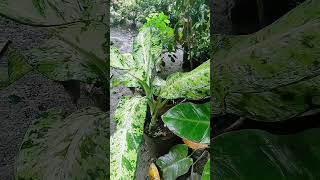 Download lagu My Flowers Garden mp3