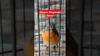 Download lagu SIKATAN MUGIMAKI GACOR NGEROLL PANJANG mp3 Download lagu SIKATAN MUGIMAKI GACOR NGEROLL PANJANG mp3