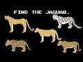 Find The Animals Cats Dogs More The Kids Picture Show Fun Educational Learning Video