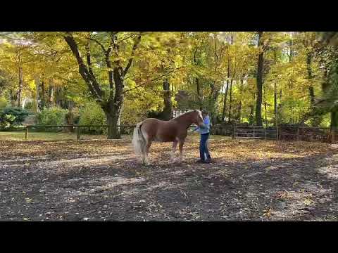Freiarbeit Pferde Seitengänge