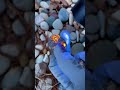 the stones which glows in UV light #youtubeshorts #rock #shorts #stone
