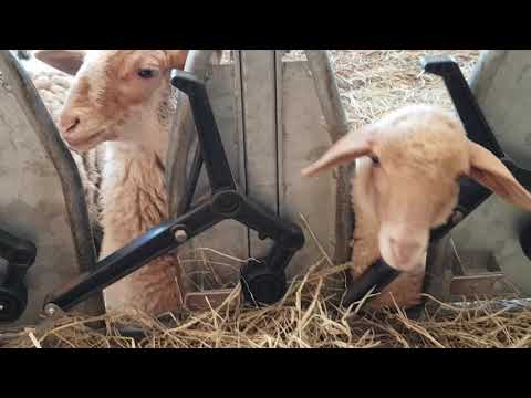 Agnellini alla fattoria didattica "La Primizia" a Tencarola (Padova)