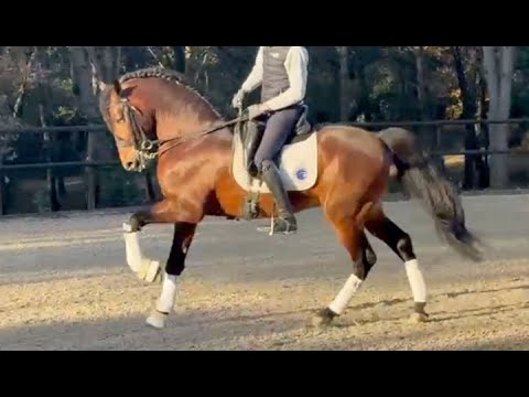 AMARO 2017, PRE- Andalusian stallion , advanced training , December 2024 video