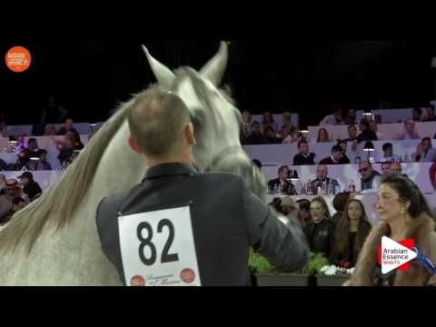 2ND - N.82 JAAL AL JASSIMYA - Paris 2016 - Yearling Colts (Class CM4 B)
