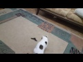 Cat Catches Bat In The Air