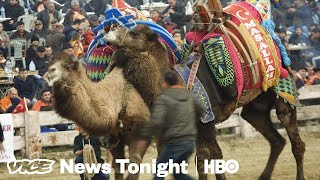 Camel Wrestling Is Real And We Went To See It In Turkey (HBO)