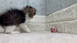 マンチカンの動画01