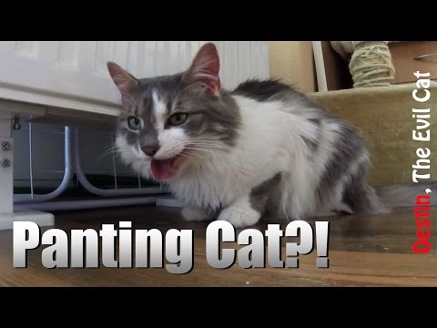 Causes of Cat Panting - Tips for Beginner Cat Owners