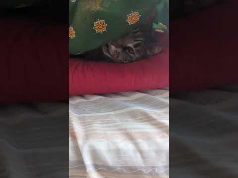 Kitten sleeps under blanket