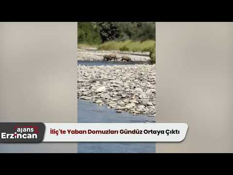 İliç'te Yaban Domuzları Gündüz Ortaya Çıktı