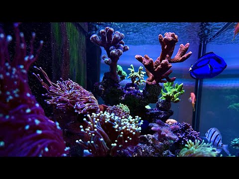 2# Reefer 250 - New! Samudra Aqua Trend dosing pump and new light. Marine aquarium.