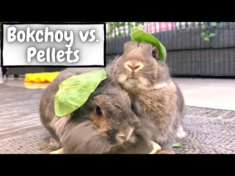 YouTube video about: Can rabbits have bok choy?