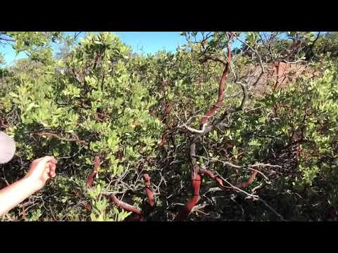 Manzanita Berries Have 3 Times More Antioxidants Than Pomegranates