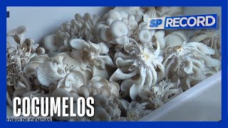 Cultivo de cogumelos contribui para geração de renda em escola de graça em Ribeirão Preto